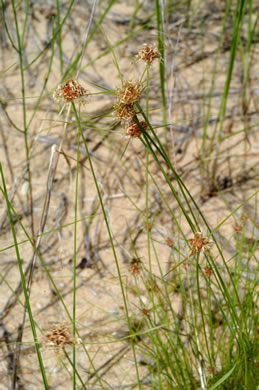 image of Bulbostylis warei, Ware's Hairsedge