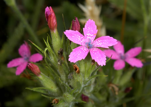 image of Dianthus armeria, Deptford Pink