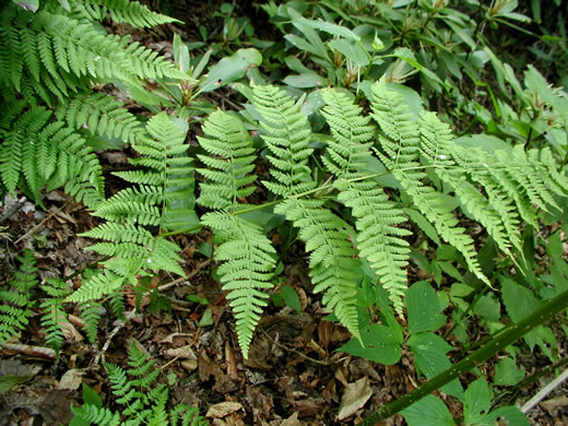 image of Dryopteris campyloptera, Mountain Woodfern