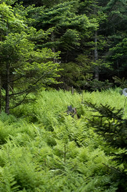 image of Dryopteris campyloptera, Mountain Woodfern