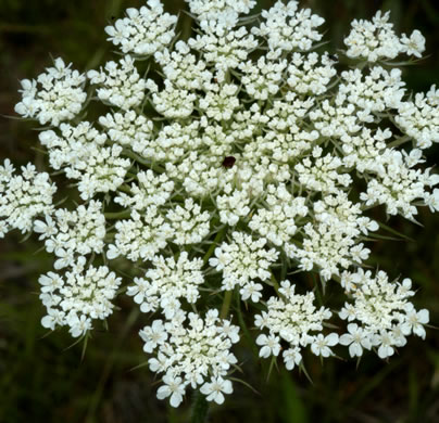 image of Daucus carota ssp. carota, Queen Anne's Lace, Wild Carrot, Bird's Nest