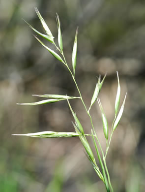 image of Danthonia epilis, Bog Oatgrass