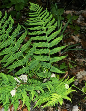 image of Dryopteris marginalis, Marginal Woodfern, Marginal Shield-fern