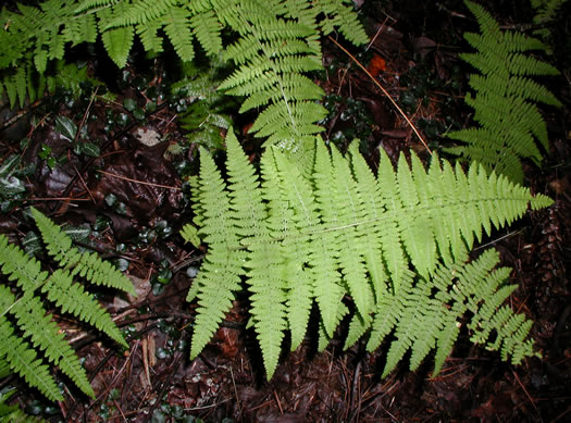 Hay-scented Fern