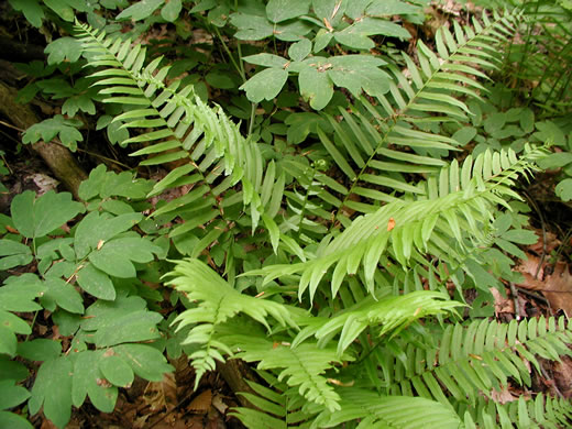 image of Diplaziopsis pycnocarpa, Glade Fern