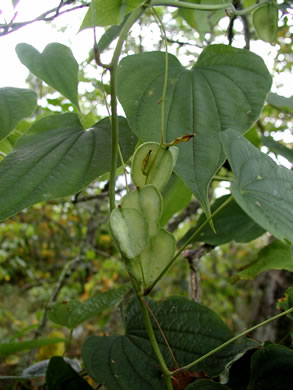 image of Dioscorea villosa, Common Wild Yam, Streamhead Yam, Yellow Yam