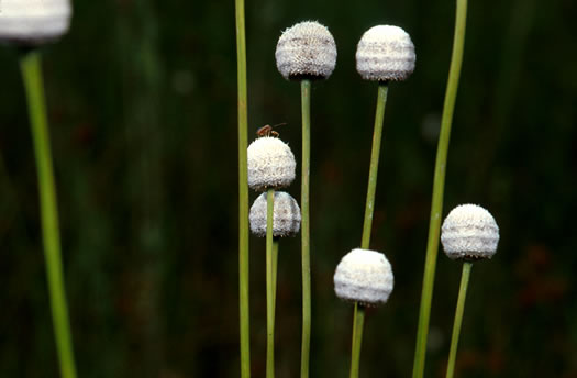 image of Eriocaulon decangulare var. decangulare, Ten-angle Pipewort, Hat Pin, Hard Pipewort