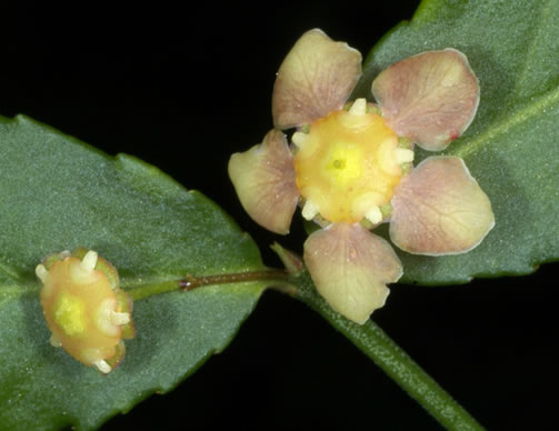 image of Euonymus americanus, Hearts-a-bustin', Strawberry-bush