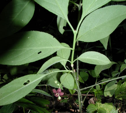 image of Euonymus atropurpureus, American Wahoo, Eastern Wahoo, Burning Bush