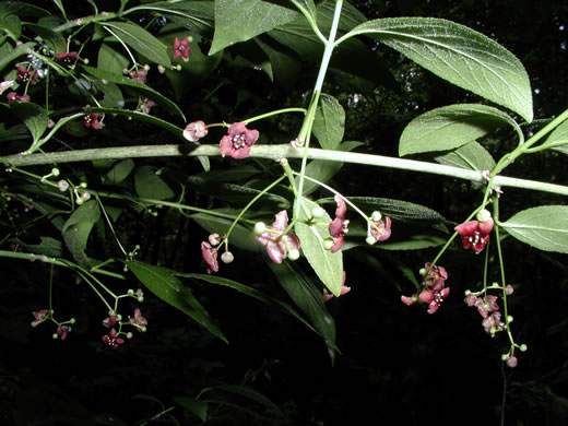 image of Euonymus atropurpureus, American Wahoo, Eastern Wahoo, Burning Bush