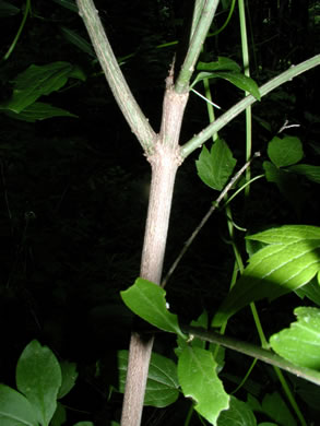 image of Euonymus atropurpureus, American Wahoo, Eastern Wahoo, Burning Bush