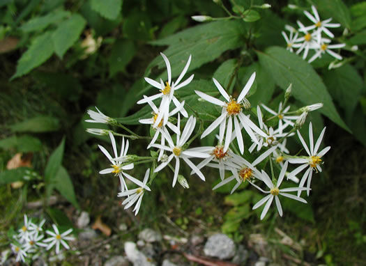 image of Eurybia chlorolepis, Blue Ridge White Heart-leaved Aster, Mountain Wood-aster