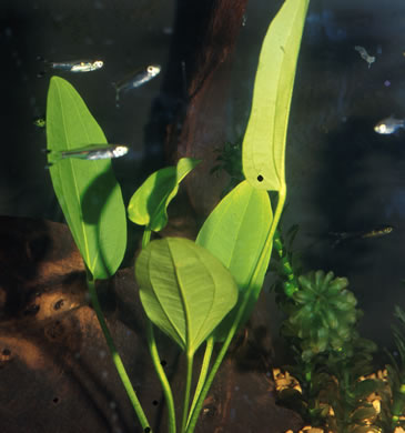 image of Echinodorus cordifolius, Creeping Burhead, Creeping Water-plantain