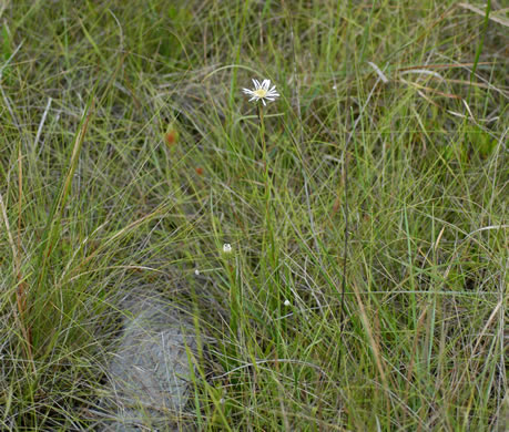 image of Eurybia eryngiifolia, Eryngo-leaved Aster, Thistleleaf Aster