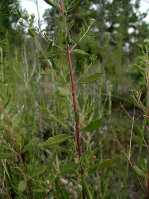 image of Eupatorium glaucescens, Wedgeleaf Thoroughwort, Broadleaf Bushy Eupatorium, Wedgeleaf Eupatorium