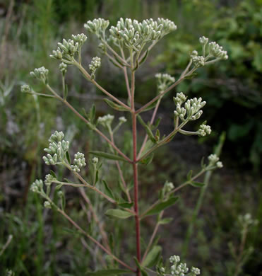 image of Eupatorium glaucescens, Wedgeleaf Thoroughwort, Broadleaf Bushy Eupatorium, Wedgeleaf Eupatorium