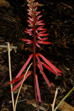 image of Erythrina herbacea, Coral-bean, Cardinal-spear