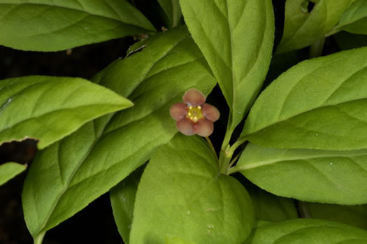 image of Euonymus obovatus, Running Strawberry-bush, Trailing Strawberry-bush, Trailing Wahoo