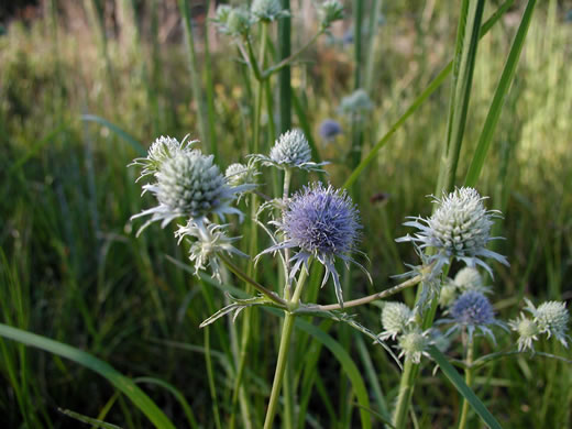 image of Eryngium ravenelii, Ravenel's Eryngo