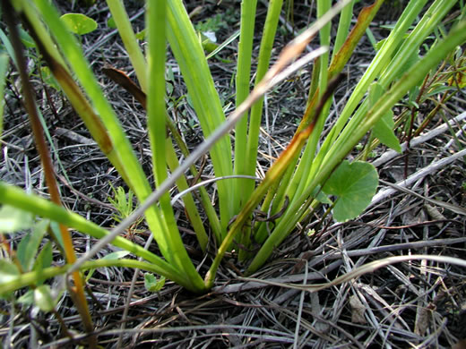 image of Eryngium ravenelii, Ravenel's Eryngo