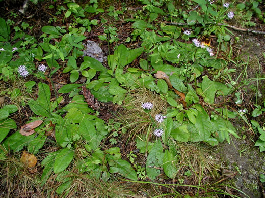 image of Elephantopus tomentosus, Common Elephant's Foot, Upland Elephant's Foot, Woodland Elephant's Foot