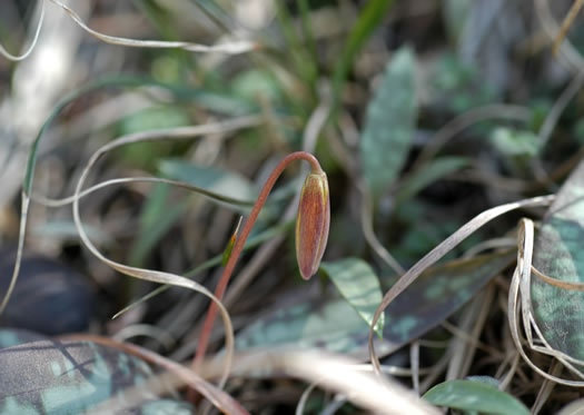 image of Erythronium umbilicatum ssp. umbilicatum, Dimpled Trout Lily, Dogtooth Violet