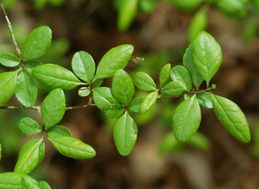 image of Forestiera ligustrina, Glade Forestiera, Southern-privet