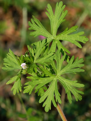 image of Geranium carolinianum, Carolina Cranesbill