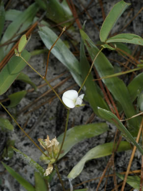 image of Galactia erecta, Erect Milkpea