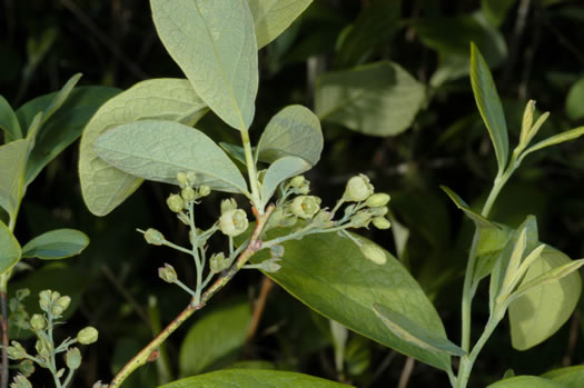 image of Gaylussacia frondosa, Dangleberry