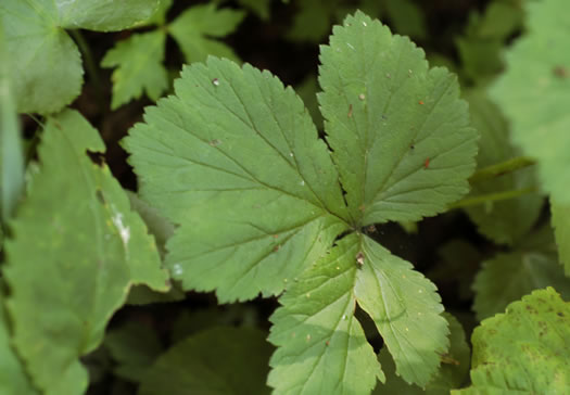 image of Geum geniculatum, Bent Avens