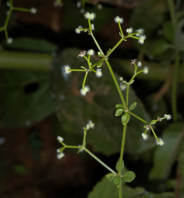 image of Galium pilosum, Hairy Bedstraw