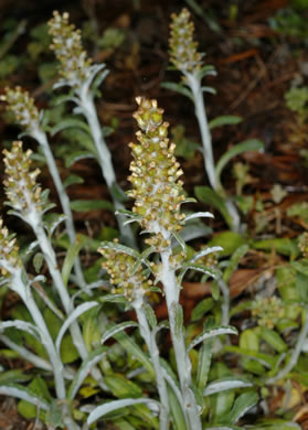 image of Gamochaeta purpurea, Spoonleaf Purple Everlasting, Purple Cudweed