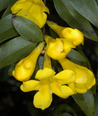 image of Gelsemium sempervirens, Carolina Jessamine, Yellow Jessamine