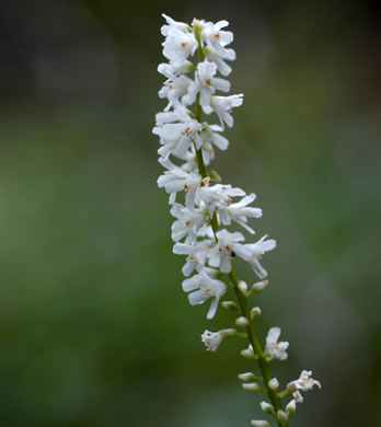 image of Galax urceolata, Galax, Beetleweed