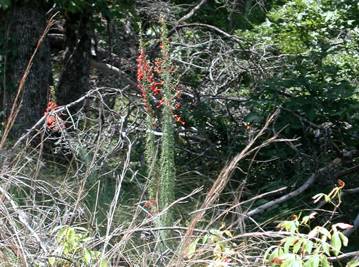 image of Ipomopsis rubra, Standing-cypress, Spanish-larkspur