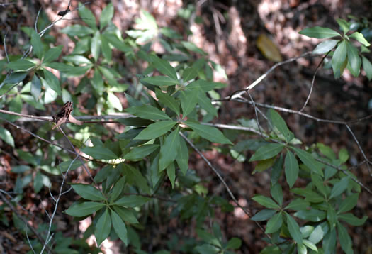 image of Illicium floridanum, Florida Star-anise, Florida Anise-tree, Stinkbush