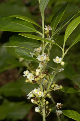 image of Ilex glabra, Inkberry, Bitter Gallberry, Little Gallberry