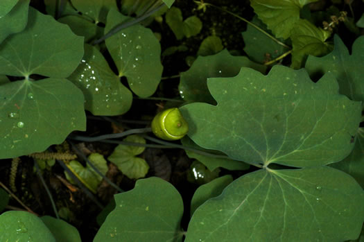 image of Jeffersonia diphylla, Twinleaf