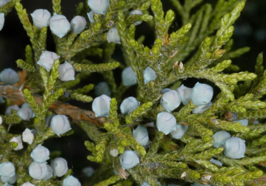 image of Juniperus virginiana, Eastern Red Cedar