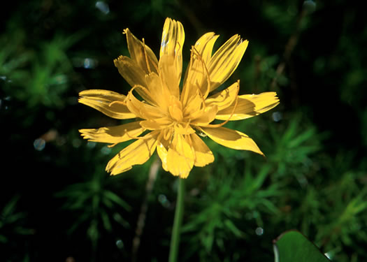 image of Krigia montana, Mountain Dwarf-dandelion, Mountain Cynthia