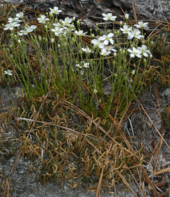 image of Geocarpon carolinianum, Carolina Sandwort, Longroot, Pine-barren Sandwort