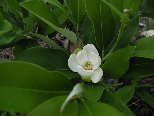 image of Magnolia virginiana +, Sweetbay, Sweetbay Magnolia, Swampbay