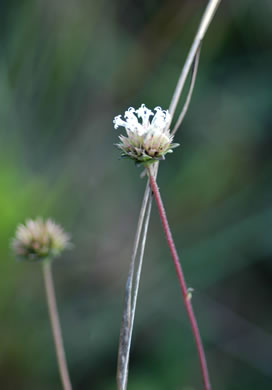 image of Melanthera angustifolia, Prairie Black-anthers, Everglades squarestem