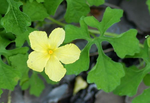 image of Momordica charantia ssp. charantia, Balsam-pear, Balsam-apple, Bitter Melon