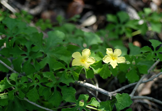 image of Momordica charantia ssp. charantia, Balsam-pear, Balsam-apple, Bitter Melon