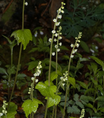 image of Mitella diphylla, Two-leaved Miterwort, Bishop's Cap