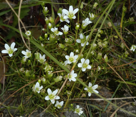 image of Geocarpon groenlandicum, Mountain Sandwort, Greenland Sandwort