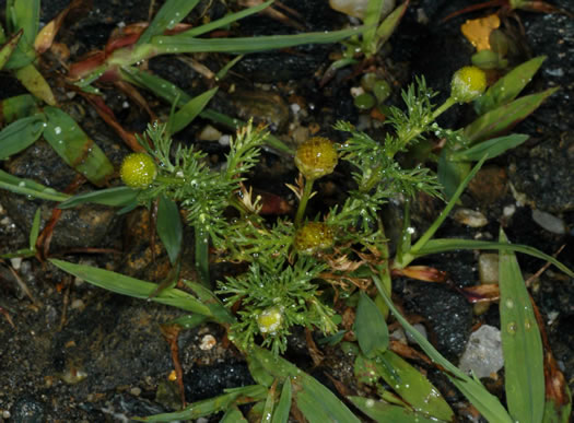 image of Matricaria discoidea, Pineapple-weed, Rayless Chamomile