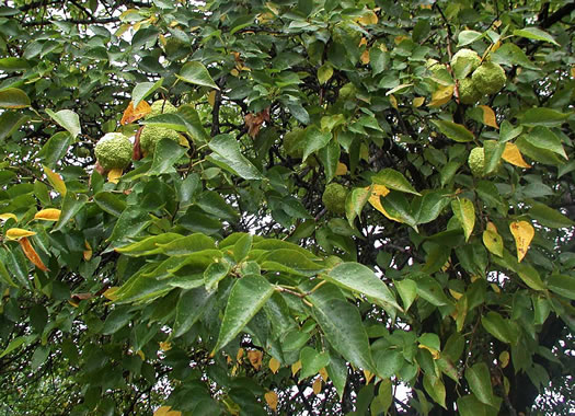 image of Maclura pomifera, Osage-orange, Hedge-apple, Bow-wood